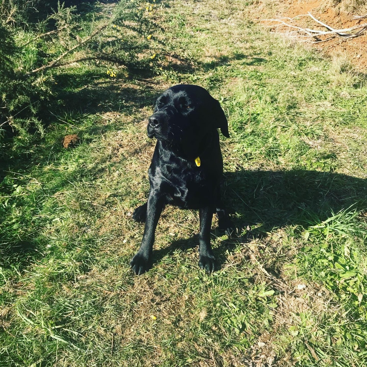 Loki enjoying the sunshine