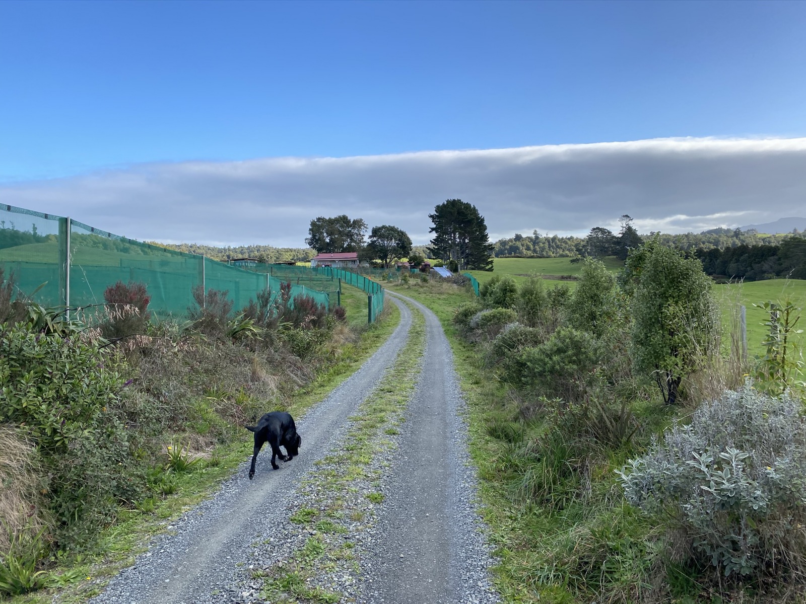 Loki heading back up the lane to the farm