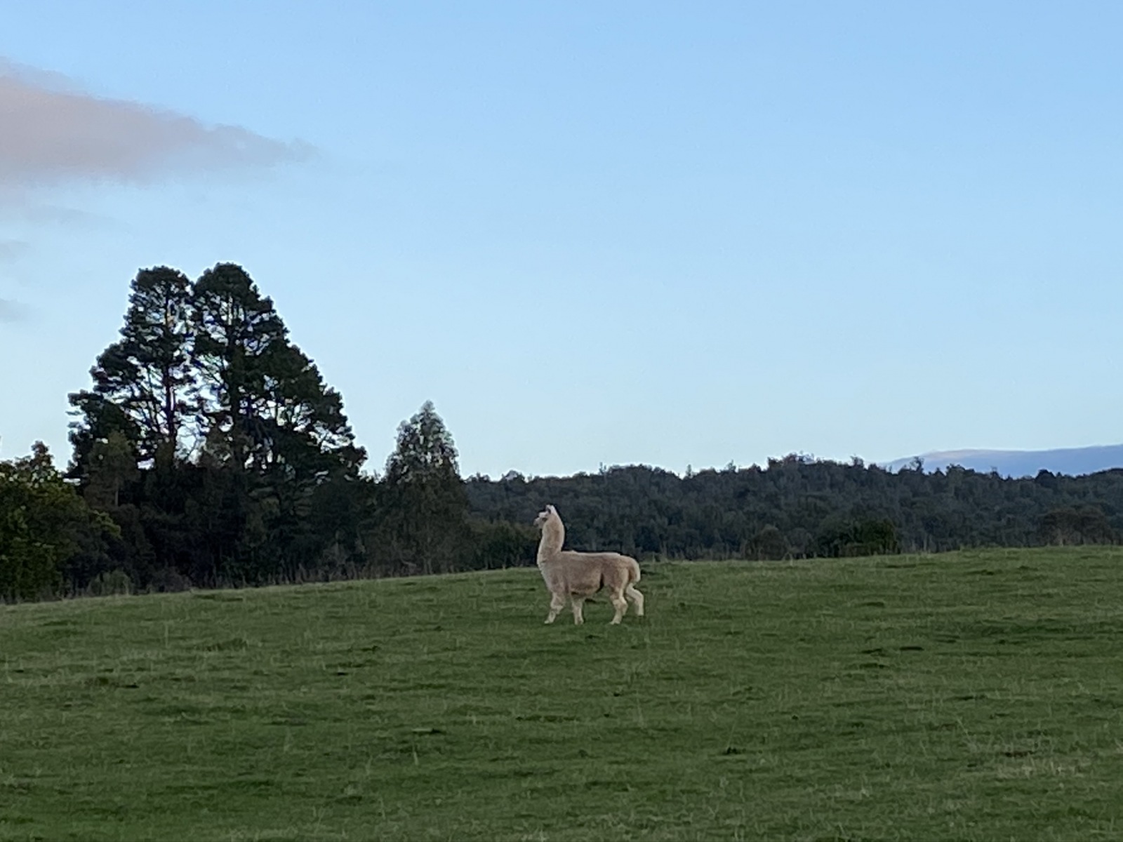 Llama in a field