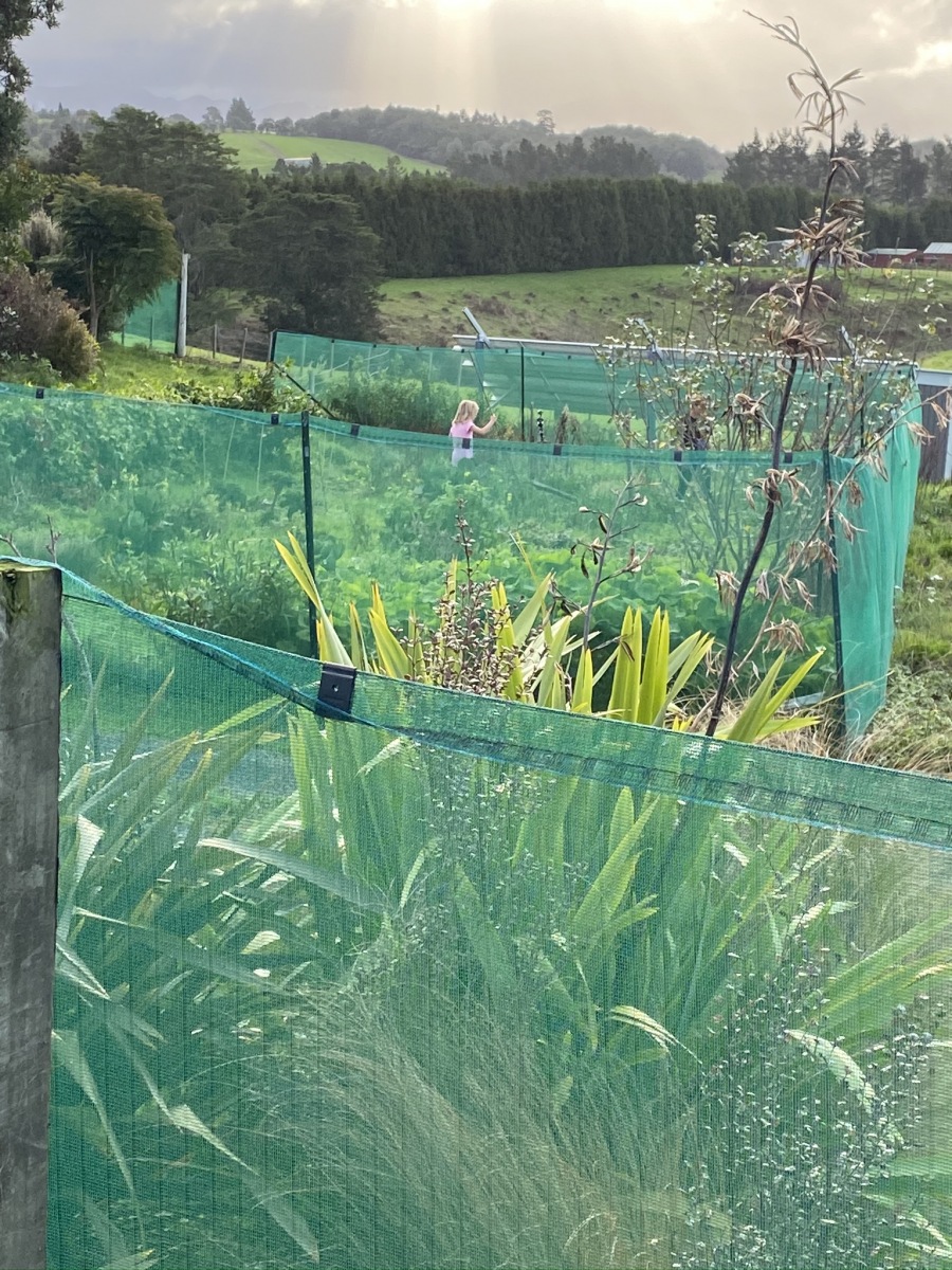 Vege patch