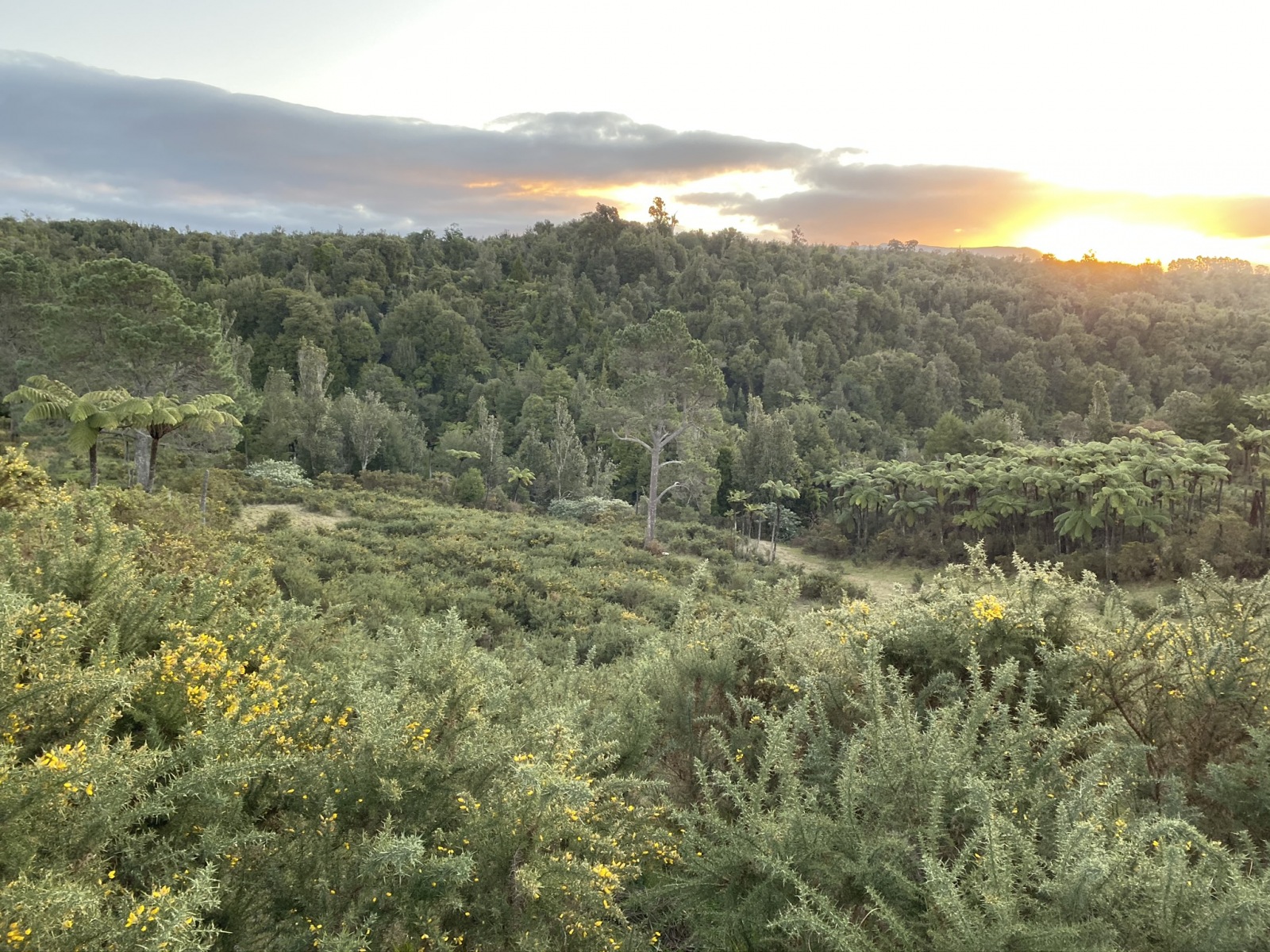 View of the bush into the Kaimais