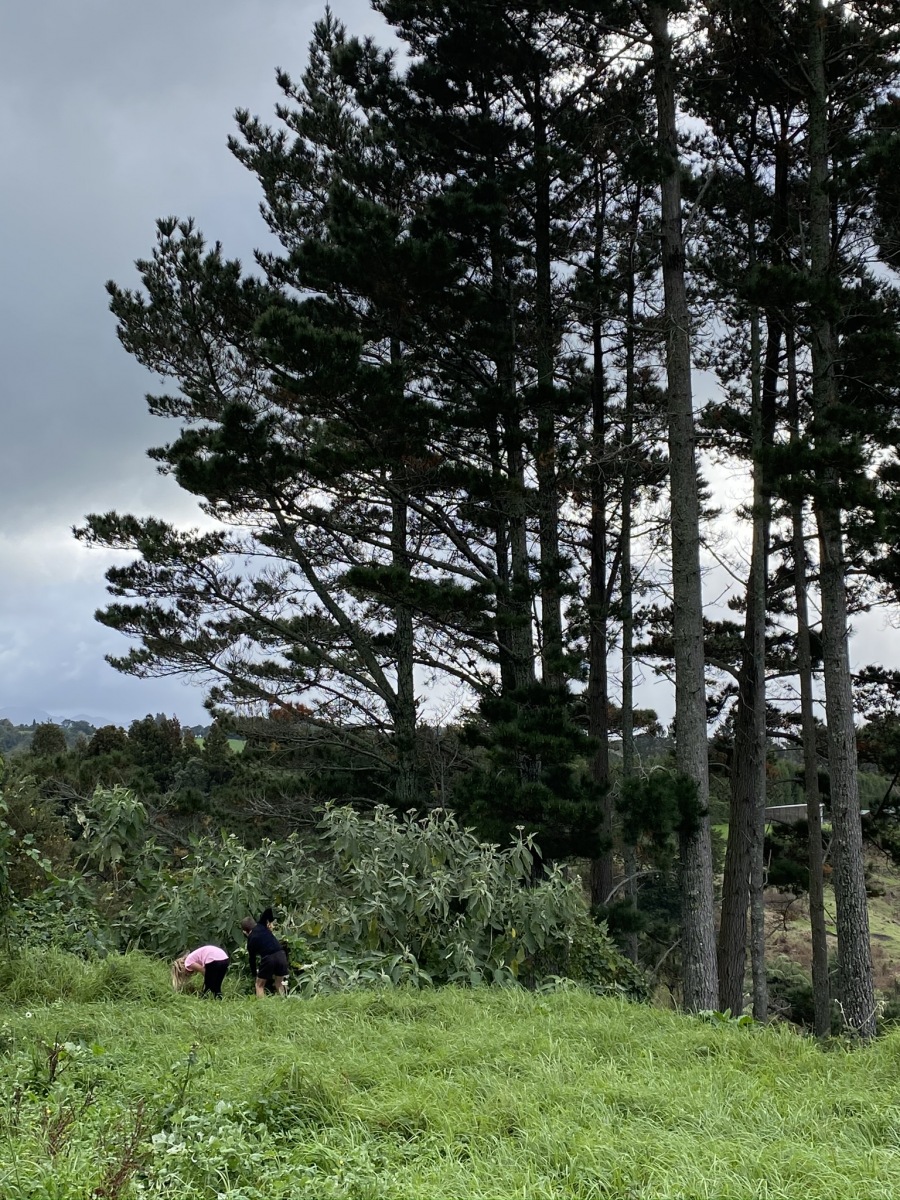 Our big pines