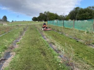 Mowing in the orchard 